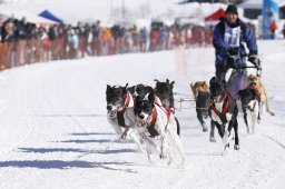 Lenk 2013